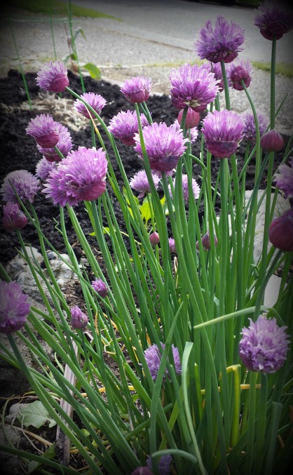 chives1