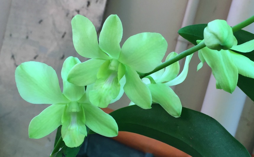 green-flowers